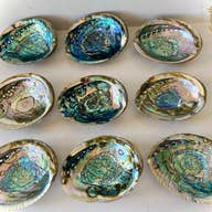 Abalone Shell (Smudge Bowls) - Large